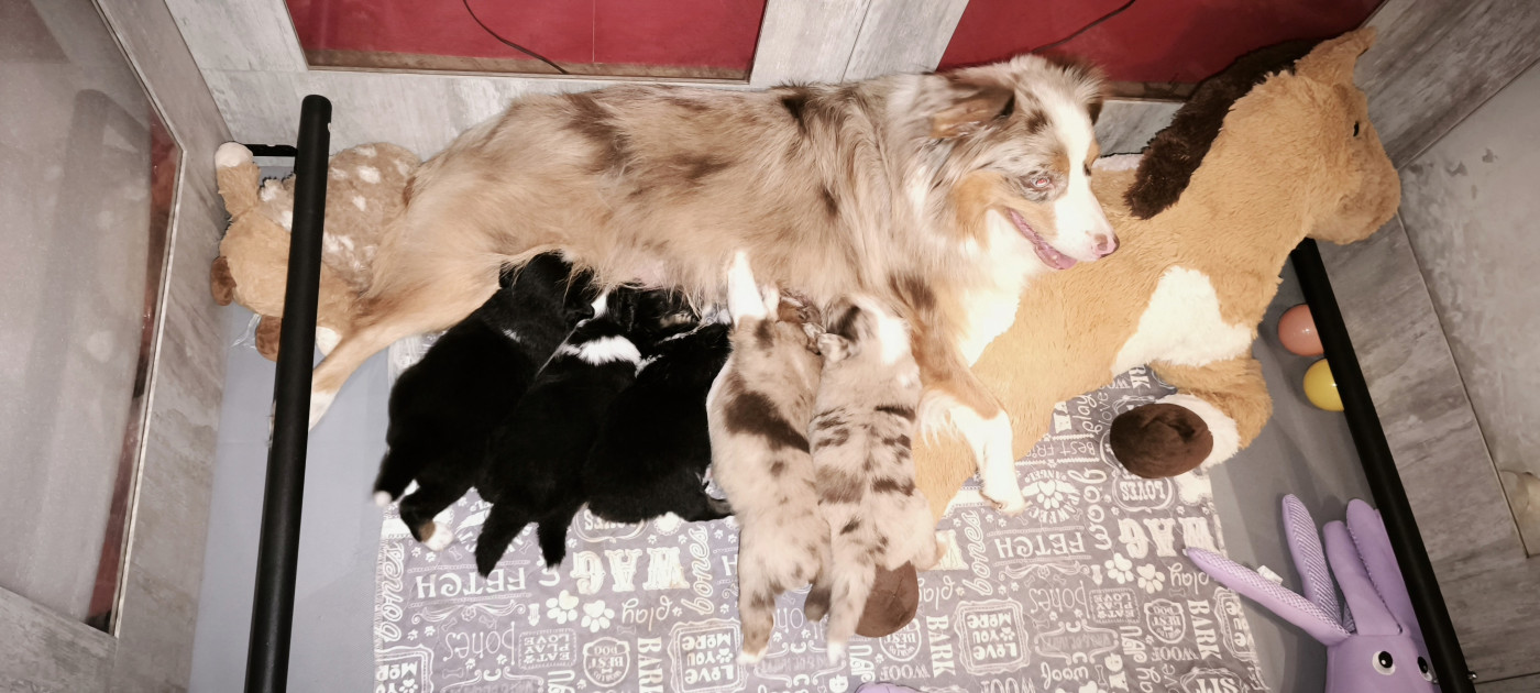 Chiot Berger Américain Miniature  Trésors de Kallisté