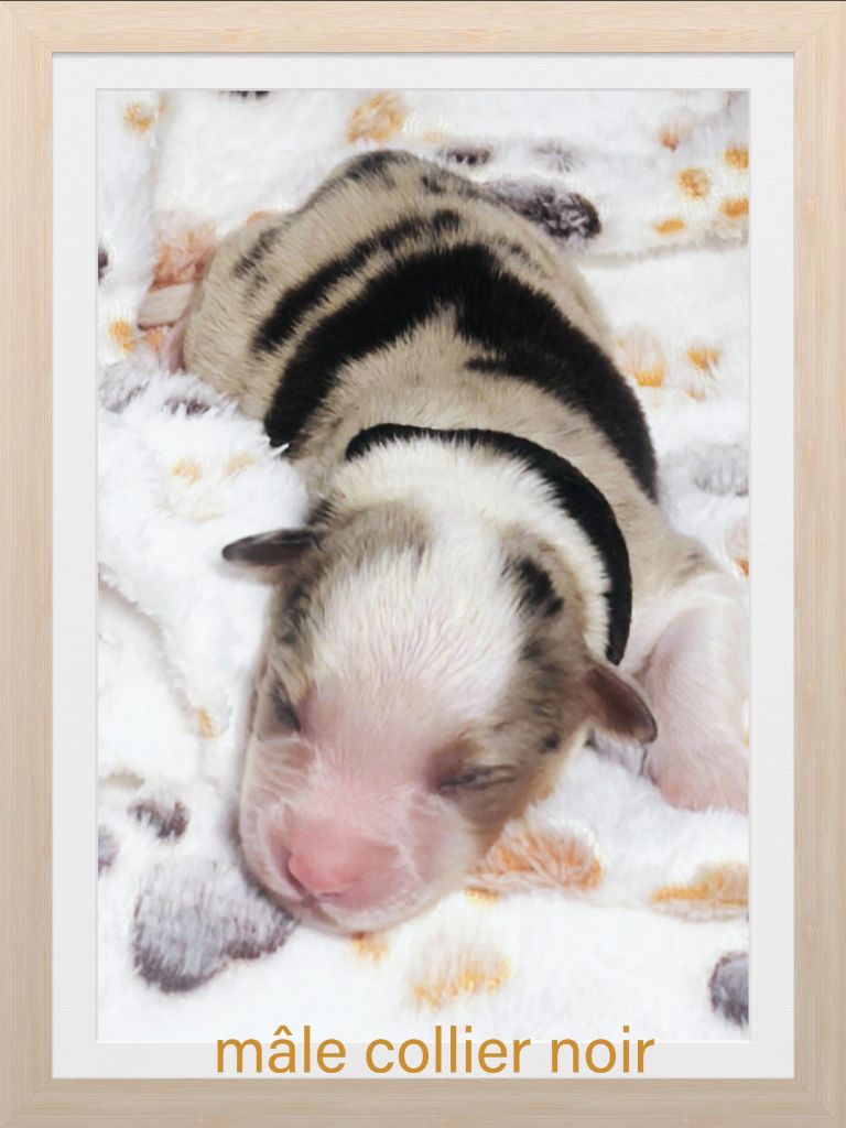 Trésors de Kallisté - Chiots disponibles - Berger Américain Miniature 