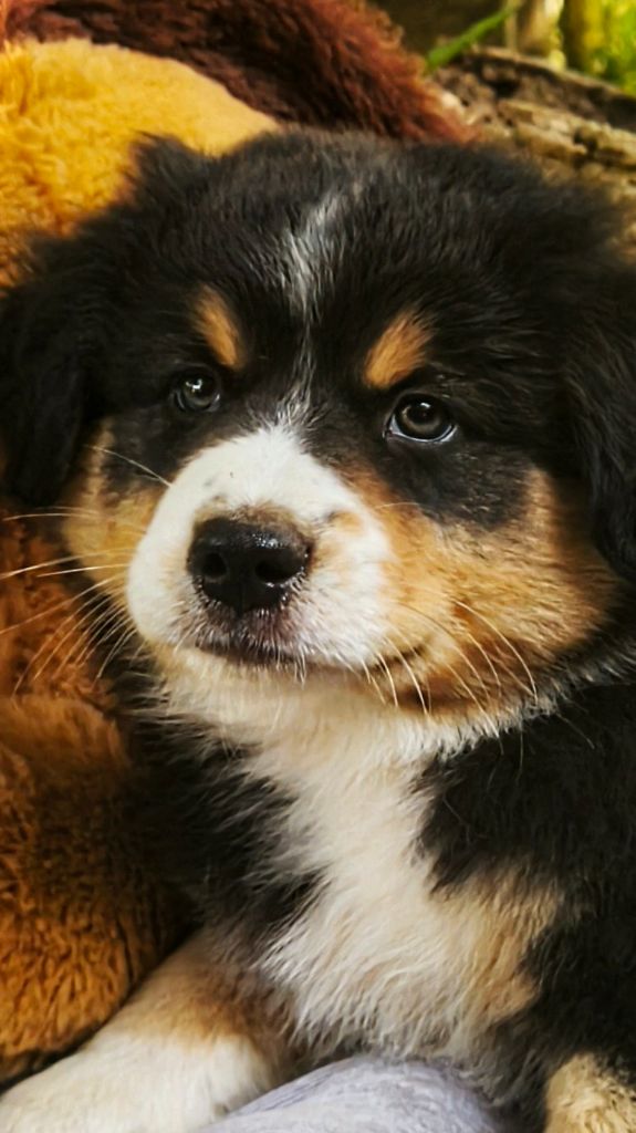 Trésors de Kallisté - Chiots disponibles - Berger Américain Miniature 