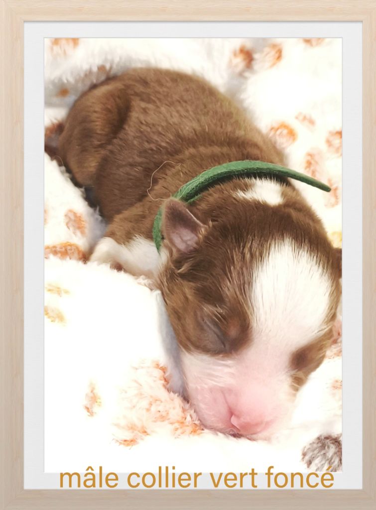 Trésors de Kallisté - Chiots disponibles - Berger Américain Miniature 