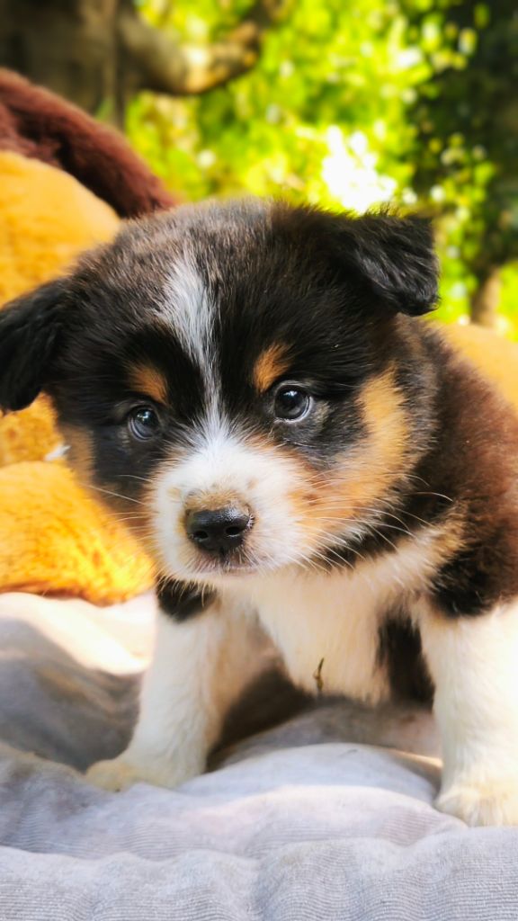 Trésors de Kallisté - Chiots disponibles - Berger Américain Miniature 