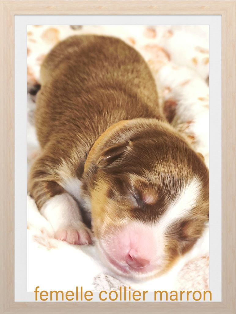 Trésors de Kallisté - Chiots disponibles - Berger Américain Miniature 