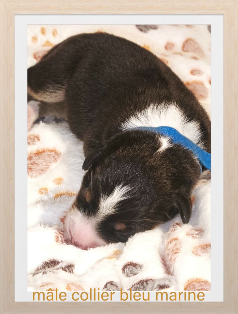 Trésors de Kallisté - Chiots disponibles - Berger Américain Miniature 