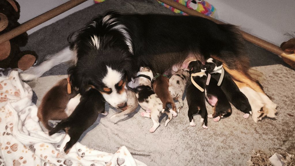 Chiot Berger Américain Miniature  Trésors de Kallisté