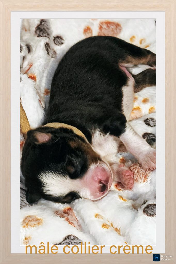 Trésors de Kallisté - Chiots disponibles - Berger Américain Miniature 