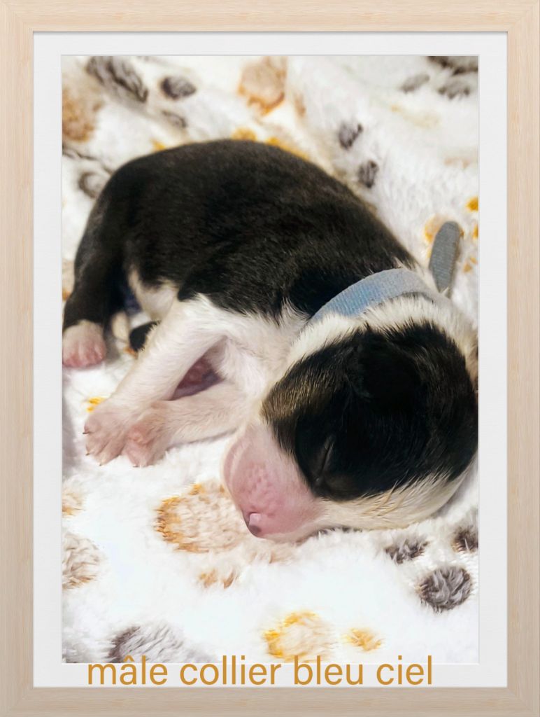 Trésors de Kallisté - Chiots disponibles - Berger Américain Miniature 